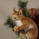 Eichhörnchen mit  Nuss Präparat auf Ast präpariert Tierpräparat mit Genehmigung zur Vermarktung #89.18.5