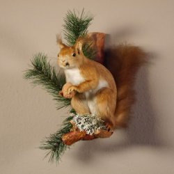 Eichhörnchen mit  Nuss Präparat auf Ast präpariert Tierpräparat mit Genehmigung zur Vermarktung #89.18.5