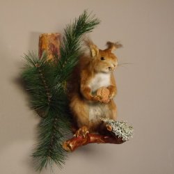 Eichhörnchen mit  Nuss Präparat auf Ast präpariert Tierpräparat mit Genehmigung zur Vermarktung #89.18.5