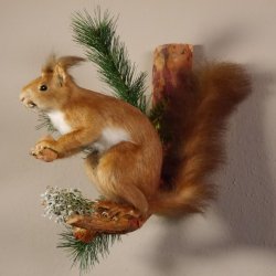 Eichhörnchen mit  Nuss Präparat auf Ast präpariert Tierpräparat mit Genehmigung zur Vermarktung #89.18.5