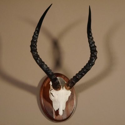 Impala Antilope Sch&auml;deltroph&auml;e HL 54 cm Troph&auml;e auf Troph&auml;enschild #88.4.52