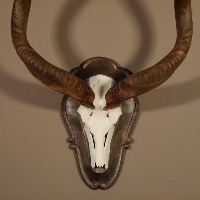 Kudu Antilope Sch&auml;deltroph&auml;e Sch&auml;del Afrika Troph&auml;e Hornl&auml;nge 112 cm Deko auf geschnitztemTroph&auml;enschild