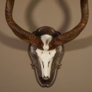 Kudu Antilope Schädeltrophäe Schädel Afrika Trophäe Hornlänge 112 cm Deko auf geschnitztemTrophäenschild