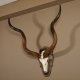 Kudu Antilope Schädeltrophäe Schädel Afrika Trophäe Hornlänge 112 cm Deko auf geschnitztemTrophäenschild