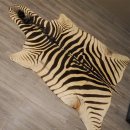 Zebra Fell Vorleger Steppenzebra Länge 286 cm