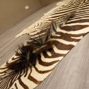 Zebra Fell Vorleger Steppenzebra Länge 286 cm