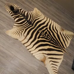 Zebra Fell Vorleger Steppenzebra Länge 286 cm