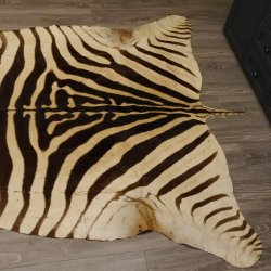 Zebra Fell Vorleger Steppenzebra Länge 286 cm