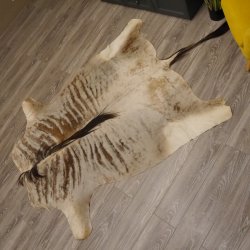 Streifengnu GNU - Fell Vorleger Afrika afrikanisch Deko Länge 265cm