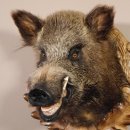 Wildschwein Kopf Pr&auml;parat H&ouml;he 57 cm Wildschweinhaupt Jagd Troph&auml;e Keiler Eber taxidermy auf Troph&auml;enschild #34.1.40