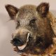 Wildschwein Kopf Präparat Höhe 57 cm Wildschweinhaupt Jagd Trophäe Keiler Eber taxidermy auf Trophäenschild #34.1.40