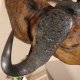 Kaffernbüffel Büffel Afrika Kopf Präparat Kopfpräparat Geweih Trophäe Breite 90 cm #95.10.9