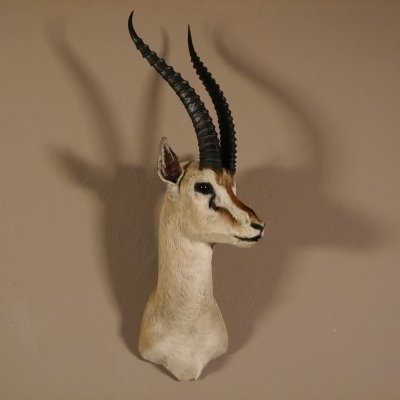 Thomson Gazelle Antilope Kopf Schulter Pr&auml;parat Afrika afrikanische Troph&auml;e Hornl&auml;nge 39 cm
