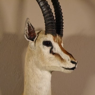 Thomson Gazelle Antilope Kopf Schulter Pr&auml;parat Afrika afrikanische Troph&auml;e Hornl&auml;nge 39 cm