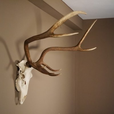 8 Ender Rothirsch Geweih met volledige neus en volledige bovenkaak Hoogte 117 cm Hertengewei Hertengewei #70.841