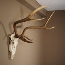 8 Ender Rothirsch Geweih met volledige neus en volledige...