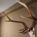 8 Ender Rothirsch Geweih met volledige neus en volledige bovenkaak Hoogte 117 cm Hertengewei Hertengewei #70.841