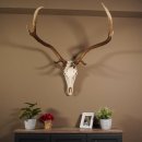 8 Ender Rothirsch Geweih met volledige neus en volledige...