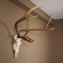 8 Ender Rothirsch Geweih met volledige neus en volledige bovenkaak Hoogte 117 cm Hertengewei Hertengewei #70.841