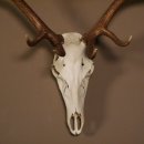 8 Ender Rothirsch Geweih met volledige neus en volledige bovenkaak Hoogte 117 cm Hertengewei Hertengewei #70.841