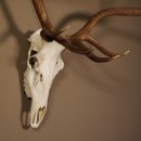 8 Ender Rothirsch Geweih met volledige neus en volledige bovenkaak Hoogte 117 cm Hertengewei Hertengewei #70.841