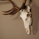 8 Ender Rothirsch Geweih met volledige neus en volledige bovenkaak Hoogte 117 cm Hertengewei Hertengewei #70.841