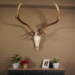 8 Ender Rothirsch Geweih met volledige neus en volledige bovenkaak Hoogte 117 cm Hertengewei Hertengewei #70.841