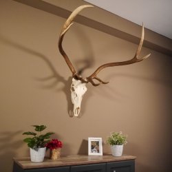 8 Ender Rothirsch Geweih met volledige neus en volledige bovenkaak Hoogte 117 cm Hertengewei Hertengewei #70.841