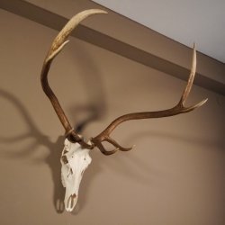 8 Ender Rothirsch Geweih met volledige neus en volledige bovenkaak Hoogte 117 cm Hertengewei Hertengewei #70.841