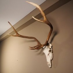 8 Ender Rothirsch Geweih met volledige neus en volledige bovenkaak Hoogte 117 cm Hertengewei Hertengewei #70.841