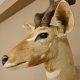 Kudu Kopf Präparat Antilope Afrika Kopfpräparat Hornlänge 68cm taxidermy  #95.2.15