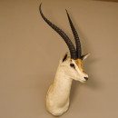 Grant Gazelle Antilope Kopf Schulter Pr&auml;parat Afrika afrikanische Troph&auml;e Hornl&auml;nge 62 cm