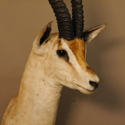 Grant Gazelle Antilope Kopf Schulter Präparat Afrika afrikanische Trophäe Hornlänge 62 cm