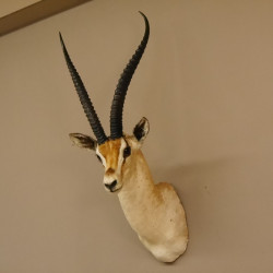Grant Gazelle Antilope Kopf Schulter Präparat Afrika afrikanische Trophäe Hornlänge 62 cm