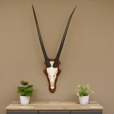 Oryx (Oryx gazella) Antilope Spießbock Afrika Schädeltrophäe Hornlänge 100 cm auf Trophäenschild #88.3.76