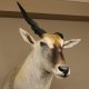 Common Eland (Tragelaphus Oryx) Elen Antilope Elenantilope Kopf Präparat Afrika Kudu Gehörn Höhe 150 cm #95.16.5