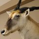 Common Eland (Tragelaphus Oryx) Elen Antilope Elenantilope Kopf Präparat Afrika Kudu Gehörn Höhe 150 cm #95.16.5