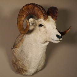 Dallschaf Kopfpräparat Stone Sheep Kopf Präparat Trophäe Hornlänge 87 cm