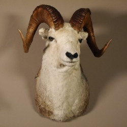Dallschaf Kopfpräparat Stone Sheep Kopf Präparat Trophäe Hornlänge 87 cm