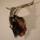 Ziegenbock Wildziege Kopfpräparat Kopf Ziege Gehörn Hornlänge 73cm