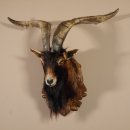 Ziegenbock Wildziege Kopfpräparat Kopf Ziege Gehörn Hornlänge 73cm