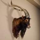 Ziegenbock Wildziege Kopfpräparat Kopf Ziege Gehörn Hornlänge 73cm