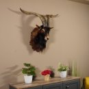 Ziegenbock Wildziege Kopfpräparat Kopf Ziege Gehörn Hornlänge 73cm