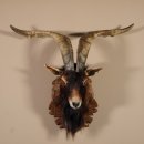 Ziegenbock Wildziege Kopfpräparat Kopf Ziege Gehörn Hornlänge 73cm
