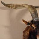 Ziegenbock Wildziege Kopfpräparat Kopf Ziege Gehörn Hornlänge 73cm