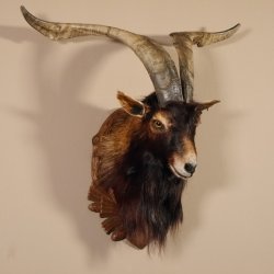 Ziegenbock Wildziege Kopfpräparat Kopf Ziege Gehörn Hornlänge 73cm