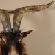 Ziegenbock Wildziege Kopfpräparat Kopf Ziege Gehörn Hornlänge 73cm