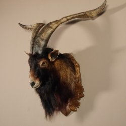 Ziegenbock Wildziege Kopfpräparat Kopf Ziege Gehörn Hornlänge 73cm