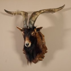 Ziegenbock Wildziege Kopfpräparat Kopf Ziege Gehörn Hornlänge 73cm