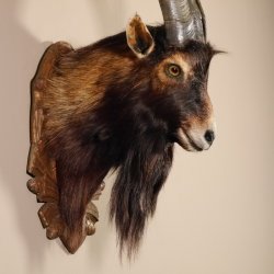 Ziegenbock Wildziege Kopfpräparat Kopf Ziege Gehörn Hornlänge 73cm